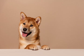 The dog leans its paws on the white table and happily begs for food or attention. The happy and smiling dog radiates health. Cute Shiba Inu Portrait on Beige Background. Place for text
