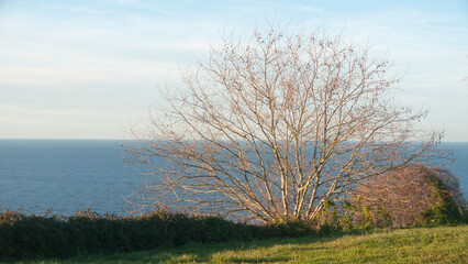 Arbol sin hojas junto al mar