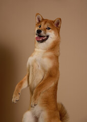 Cute Shiba Inu Portrait on Beige Background. .The dog stands on its hind legs and begs. A Stunning Representation of the Akita Inu Dog Breed. Place for text