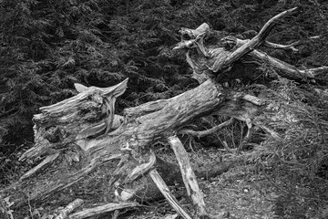Abstract black and white textured image of fallen trees in a forest landscape.