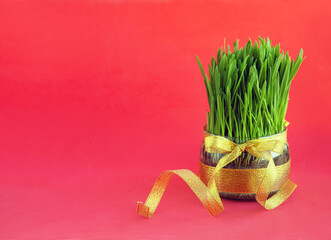 Prophetic sprouts of wheat to celebrate Navruz. The holiday of the spring equinox.