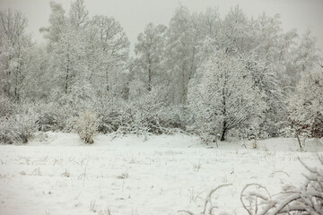 snow covered trees in winter