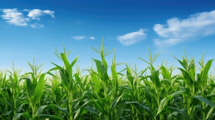 Fototapeta premium farming corn crops