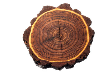 Acacia wood stump. Tree rings pattern isolated