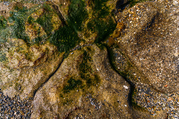 Green Wet Mold and Moss on a Rock Formation next to the Sea Shore Abstract Natural Textured Background