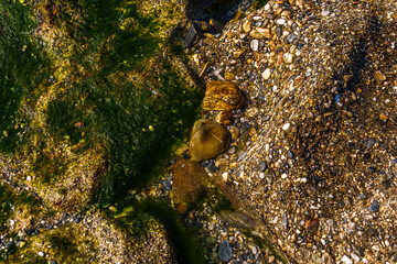 Green Wet Mold and Moss on a Rock Formation next to the Sea Shore Abstract Natural Textured Background