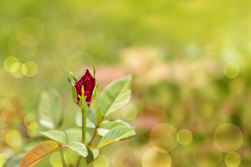 Beautiful dark red rose flower in sunny weather in summer garden, with bokeh effect and blurred lawn background with grass