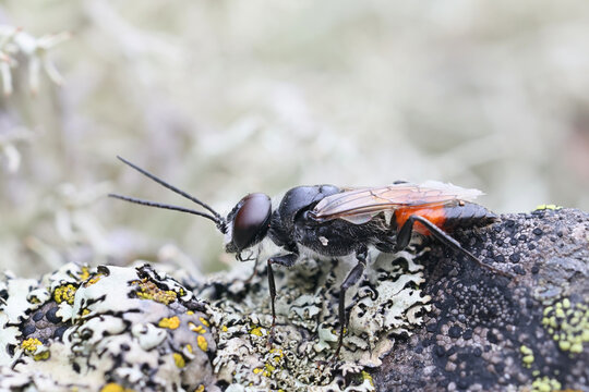 Shieldbug stalker, Astata boops, also known as shieldbug digger, male parasitic wasp from Finland