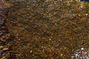 Green Wet Mold and Moss on the Sea Shore Abstract Natural Textured Background