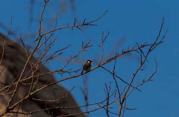 Small White-eared Bulbul sitting on a branch of a tree on a blue sky background