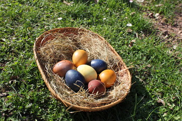 Naturally colored Easter eggs in a basket on a meadow