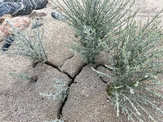 A Desert Plants breaking through the deposited soil to grow with cracks in the dirt.