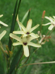 Zbliżenie na kremowe kwiaty Iksja Paniculata © Kumulugma