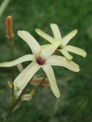 Zbliżenie na kremowe kwiaty Iksja Paniculata © Kumulugma