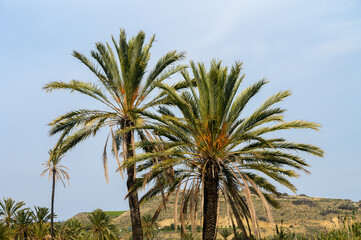 Naklejka premium date grove in winter in Cyprus 1