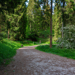 Footpath through the forest.