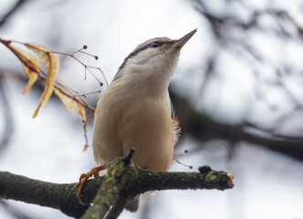 Spring fantasy with a nuthatch bird.