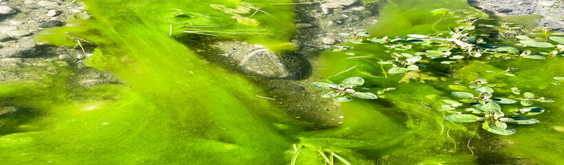 A Slow Stream with Alga Growing on the bottom very beautiful