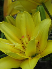 Zbliżenie na żółty kwiat lilii 