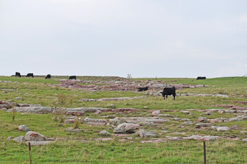Content black and red angus cows graze on grass in rural minnesota