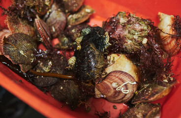 Fresh sea bivalves or clams are caught from the sea for sale in the market to be cooked for...