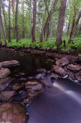 stream in the forest