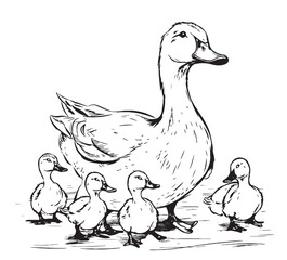 Duck and ducklings hand drawing sketch engraving illustration style