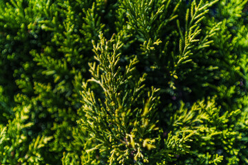Close up Shot of Green Trees and Leaves, Abstract Nature Foliage