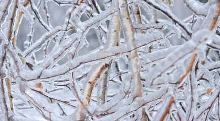 Pattern of icy birch branches on a natural, winter background