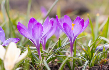 Colorful crocus flowers blooming in early spring in the garden