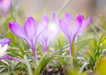 Fototapeta premium Colorful crocus flowers blooming in early spring in the garden