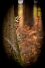 Autumn in nature with an Long-eared owl (Asio otus), sits on a tree trunk with mushroom in an spruce forest. Portrait of a owl in the nature habitat.