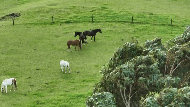 Aerial: Horses grazing on a paddock on a farm in Helensville, Auckland, New Zealand.
