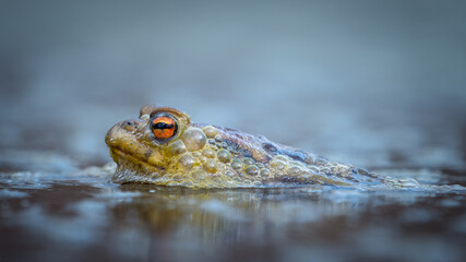 Common Toad (Bufo bufo) up close in water