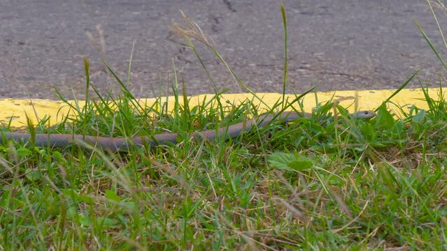 Poisonous snake in city. Close-up brown tropical forest eyelash viper snake slowly crawling on a grass near road. Snake crawls in grass along road in city, close-up. Venomous Eastern Brown Snake