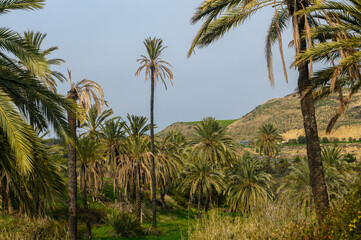 date grove in winter in Cyprus 3