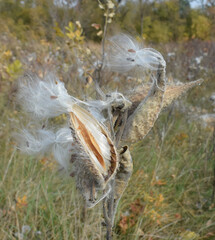 silky soft common milkweed (Asclepias syriaca) seed pod open and blowing in the wind