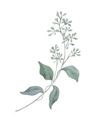 Eucalyptus branch with green leaves watercolour hand drawing © salix.alba