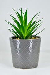 Sansevieria plant in a pot, grey pot, white background