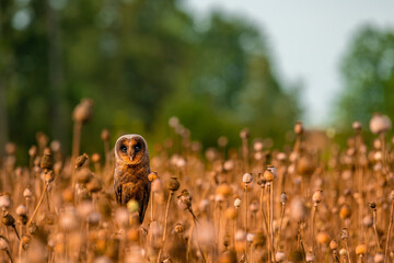 Barn owl black (Tyto alba) sitting on poppies in a poppy field in summer. Portrait of a owl in the nature habitat.