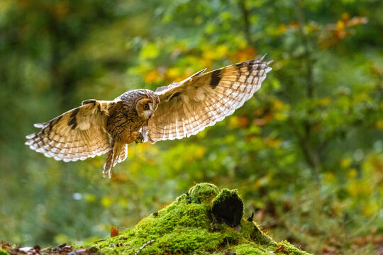 Autumn in nature with an Long-eared owl (Asio otus), flies in a oak forest. Portrait of a owl in the nature habitat. Big root.
