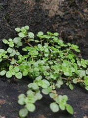 Little plant 