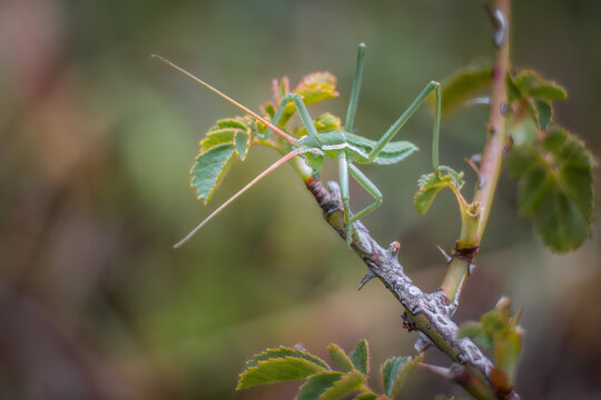 Predatory bush cricket (Saga pedo) on a branch