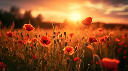 Gordijnen field with wild poppy seeds, sunrise on background © Maryna
