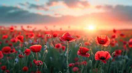 Raamstickers field with wild poppy seeds, sunrise on background © Maryna