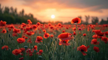Fototapete Rund field with wild poppy seeds, sunrise on background © Maryna