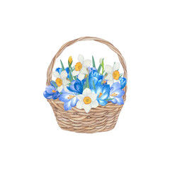 Fototapeta na wymiar Basket of flowers. Hand drawn watercolour spring flowers. Purple crocuses and white daffodils