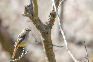 梅の木にとまるジョウビタキ