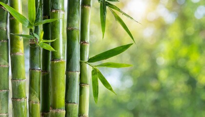 Fototapeta na wymiar bamboo plant