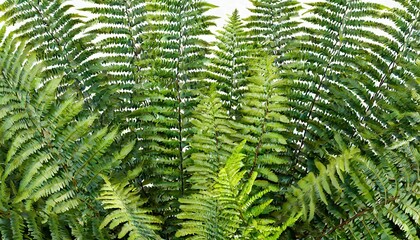 3d rendering of fern forground isolated